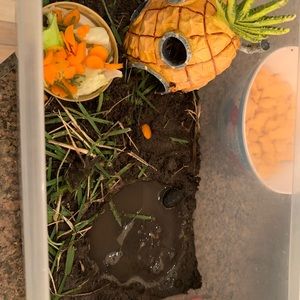 Meet your Posher, Amelia